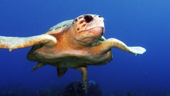 Loggerhead Turtle